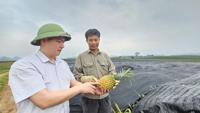 Lãnh đạo xã Hà Long kiểm tra diện tích dứa đã chín trên địa bàn.