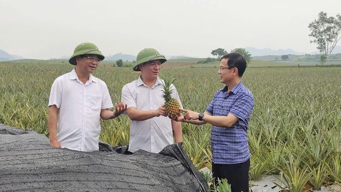 Cán bộ Sở Nông nghiệp và Môi trường tỉnh Thanh Hóa và xã Hà Long kiểm tra diện tích dứa trên địa bàn.