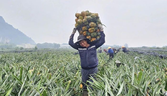 Gia đình anh Mai Văn Thành, thôn Đồng Toàn, xã Hà Long đang tập trung thu hoạch dứa đã chín.