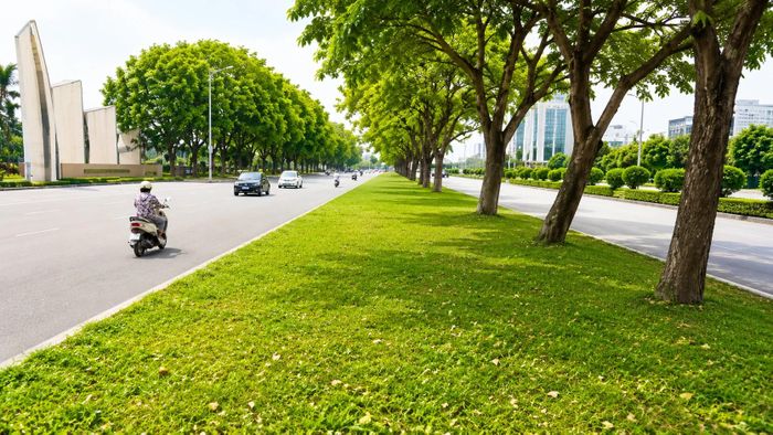 Hàng cây xanh mát trải dài trên dải phân cách ở đại lộ Hùng Vương như một “lá phổi xanh” giữa nhịp sống đô thị sôi động.