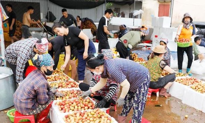 Một điểm đóng gói vải thiều ở thôn Thái Hòa, xã Phúc Hòa.