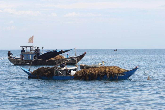 Ngư dân xã đảo Tam Hải vào mùa khai thác rong mơ. Ảnh: QUANG VIỆT