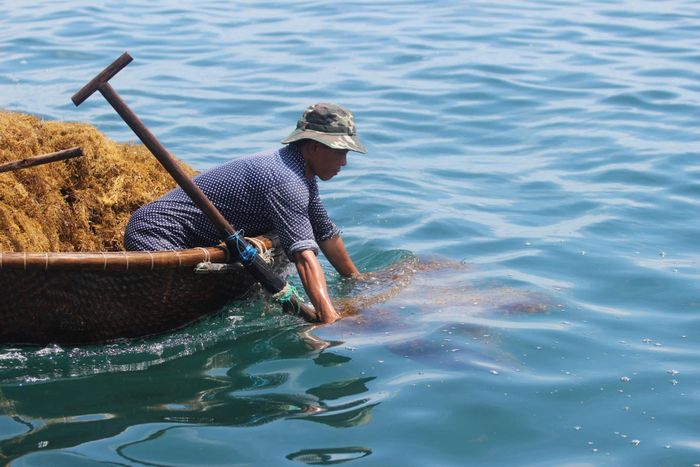 Người dân xã đảo Tam Hải khai thác rong mơ gắn với bảo vệ nguồn lợi, gìn giữ đa dạng sinh học. Ảnh: QUANG VIỆT