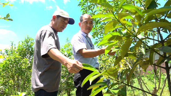 Ông Nguyễn Tư (bên trái) thường xuyên tưới, dùng kỹ thuật phủ gốc, cải tạo đất bảo vệ vườn cây ăn trái trong giai đoạn nắng hạn. Ảnh: HOÀNG ĐẠO