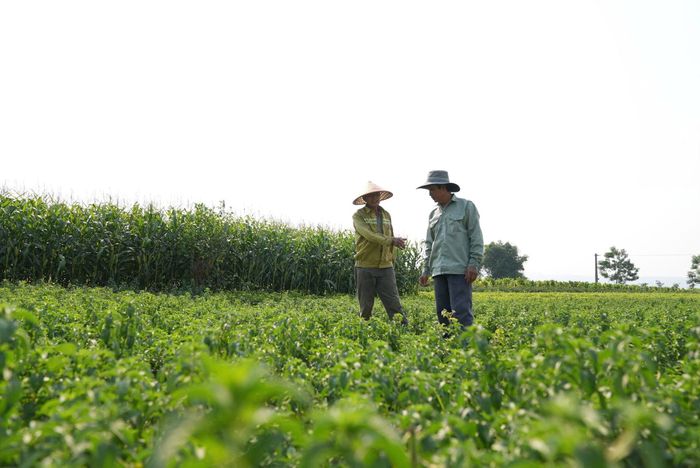 Mô hình trồng cây bạc hà lấy tinh dầu của Hợp tác xã Nông nghiệp Điện Hồng 2. Ảnh: MINH KHÁNH