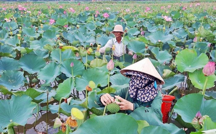 Hợp tác xã Nông nghiệp Bình Đào triển khai nhiều dự án để thích ứng với biến đổi khí hậu cho các loại cây trồng, rau màu. Ảnh: HOÀNG ĐẠO