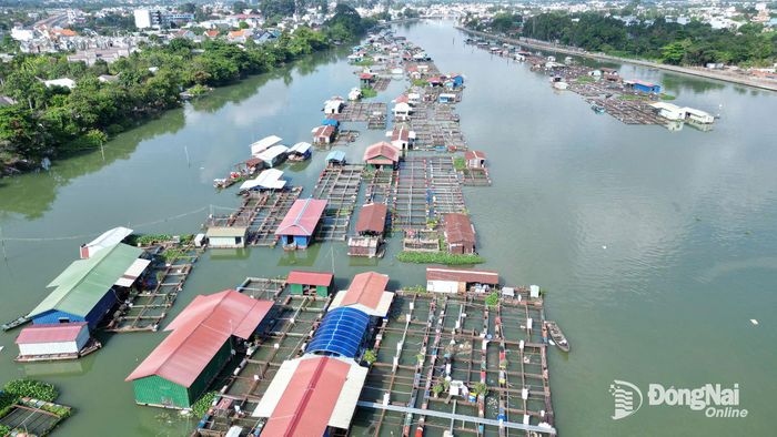 Một khu vực tập trung đông các hộ nuôi lồng bè tại phường Trấn Biên. Ảnh: B.Nguyên