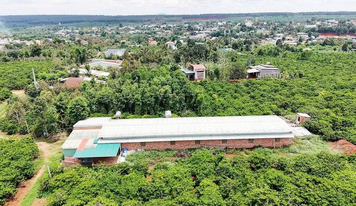 Trại nuôi heo của gia đình ông Lê Công Chánh (thôn 2 Tân Bình, xã Đak Đoa) gần khu dân cư khiến các hộ dân bị ảnh hưởng bởi mùi hôi. Ảnh: Văn Toàn