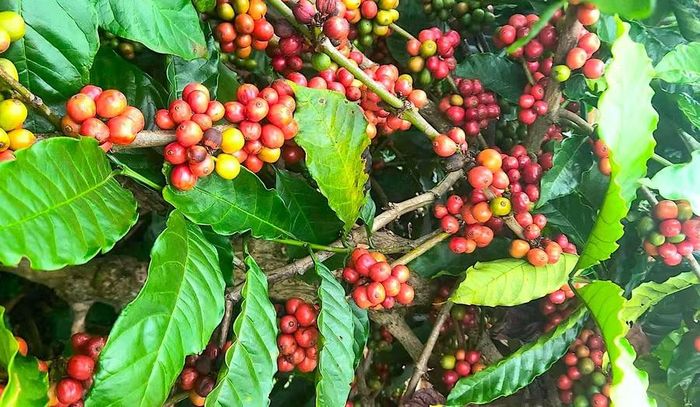  Cà phê đã đánh mất mốc 85.000 đồng/kg sau nhịp phục hồi ngắn ngủi trước đó. Ảnh: M.T 