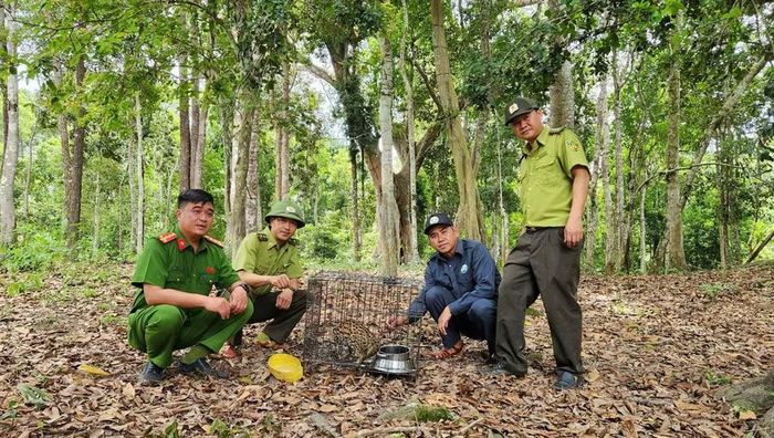  Mèo rừng (thuộc nhóm IIB) khỏe mạnh tại thời điểm tái thả. Ảnh: Huy Toàn 