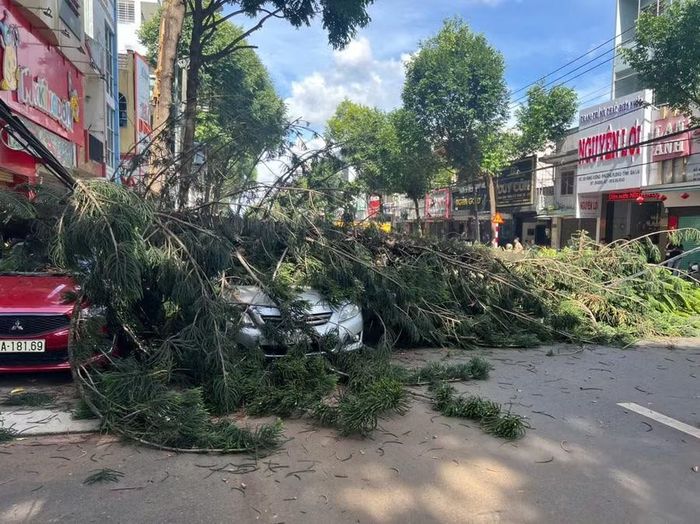  Cây tùng cao khoảng 20 m đổ đè lên 2 ô tô đang đậu trên đường Hùng Vương. Ảnh: Văn Ngọc 