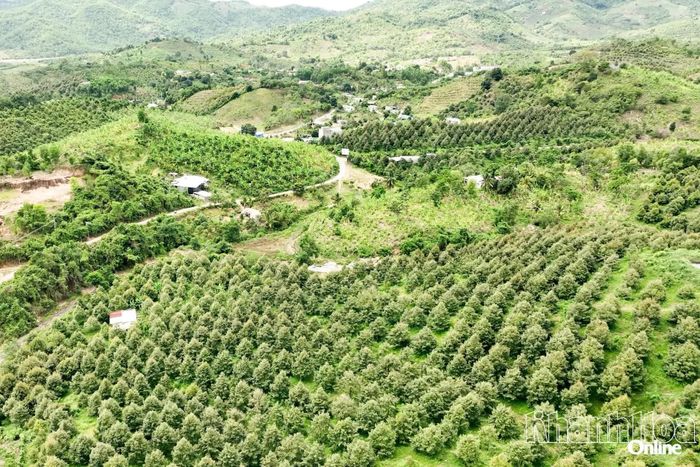 Những vườn sầu riêng bên tuyến đường liên thôn. 