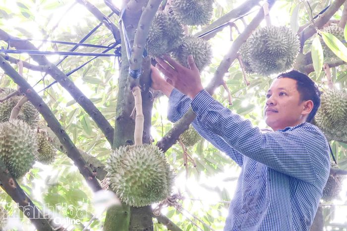 Ông Đỗ Nhật Nghĩa kiểm tra trái trên cây sầu riêng chuẩn bị thu hoạch.