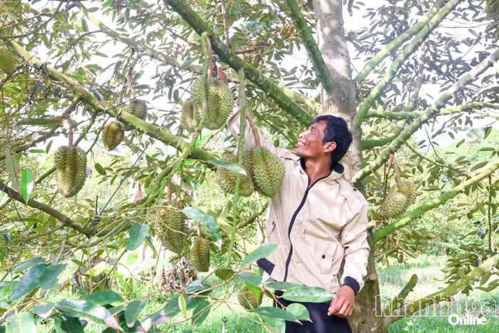 Ông Cao Văn Thắng vui mừng khi thấy thành quả sau hơn 6 năm chăm sóc.