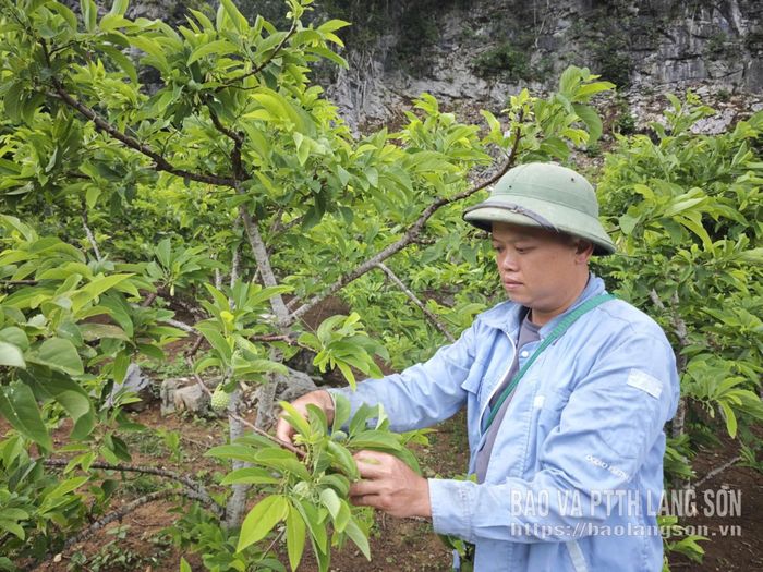 Người dân xã Bằng Mạc chăm sóc cây na