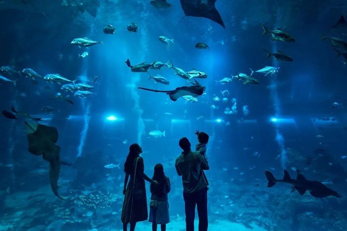 Oceanarium Singapore là điểm đến yêu thích của các gia đình có trẻ nhỏ