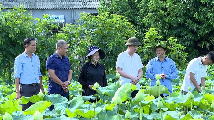 Nhiều giống sen mới đang được đưa vào khảo nghiệm nhằm đánh giá và lựa chọn những giống phù hợp nhất với điều kiện tự nhiên của địa phương.