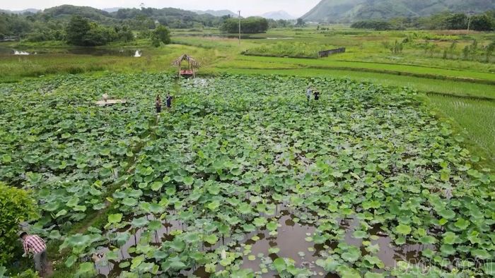 Những cánh đồng sen mở ra hướng phát triển kinh tế xanh trên vùng đất trũng của địa phương.
