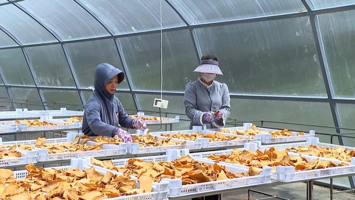 Nhiều hợp tác xã trên địa bàn tỉnh sử dụng lớp phủ mái che có khả năng hấp thụ nhiệt tốt, tận dụng nguồn năng lượng mặt trời để rút ngắn quá trình phơi sấy, giảm đáng kể sức lao động, sản phẩm giữ được chất lượng ổn định và đồng đều.