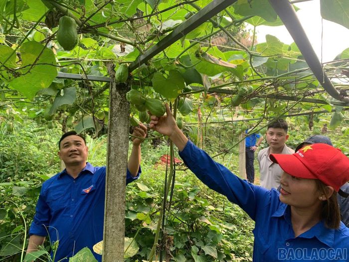 Nhiều mô hình thanh niên khởi nghiệp mang lại thu nhập ổn định.