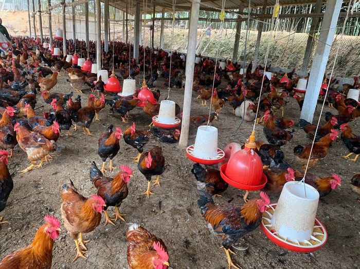 Trang trại của hội viên Chi hội Nông dân nghề nghiệp nuôi gà thả vườn thương phẩm thôn An Tiến.