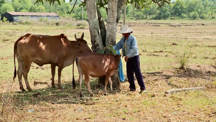 Từ ngày được cấp bò, gia đình chị H’Phen Ê Ung ở buôn Buôr có thêm điểm tựa để phát triển kinh tế gia đình, từng bước thoát nghèo