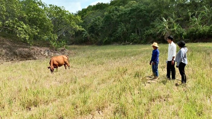 Không chỉ được nhận bò giống - cần câu thoát nghèo mà bà con còn được sự quan tâm, đồng hành hỗ trợ của chính quyền địa phương