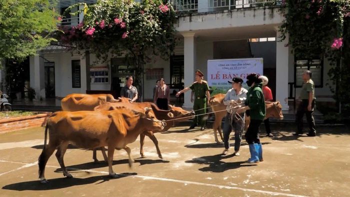 Người dân nhận bò từ chương trình Hỗ trợ bò giống sinh sản thuộc các chương trình mục tiêu quốc gia về Giảm nghèo