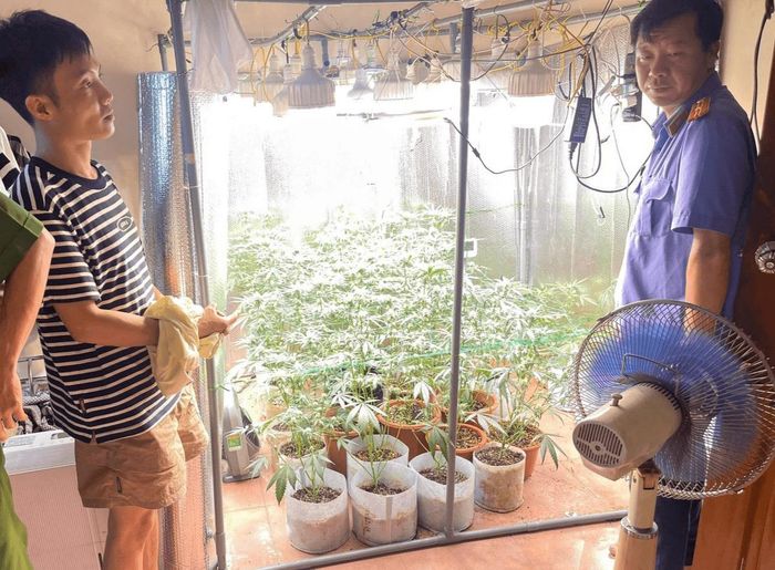 Hệ thống trồng cây cần sa trong nhà của đối tượng.