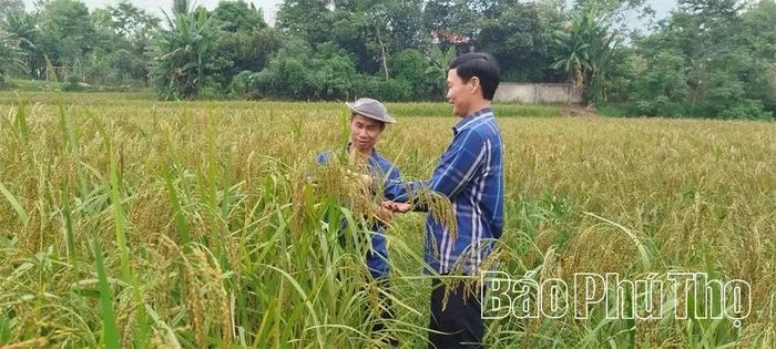 Giống lúa nếp đặc sản Đìn Vằn ở xã Sơn Lương đạt năng suất cao trong vụ Xuân.