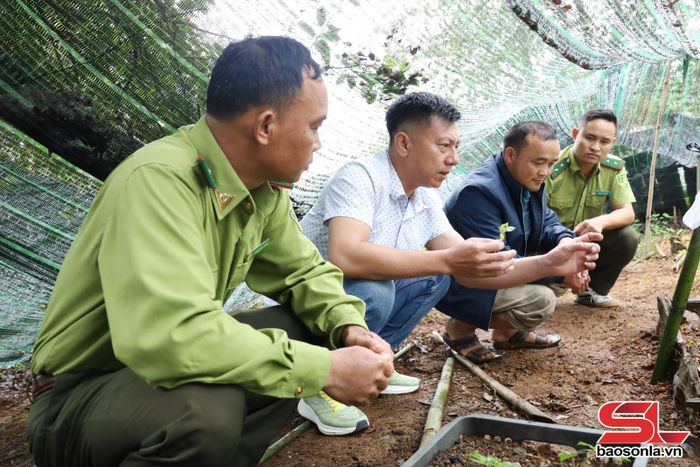 Cán bộ kiểm lâm và cán bộ xã Ngọc Chiến hướng dẫn người dân kỹ thuật nhân giống cây sâm Ngọc Linh.