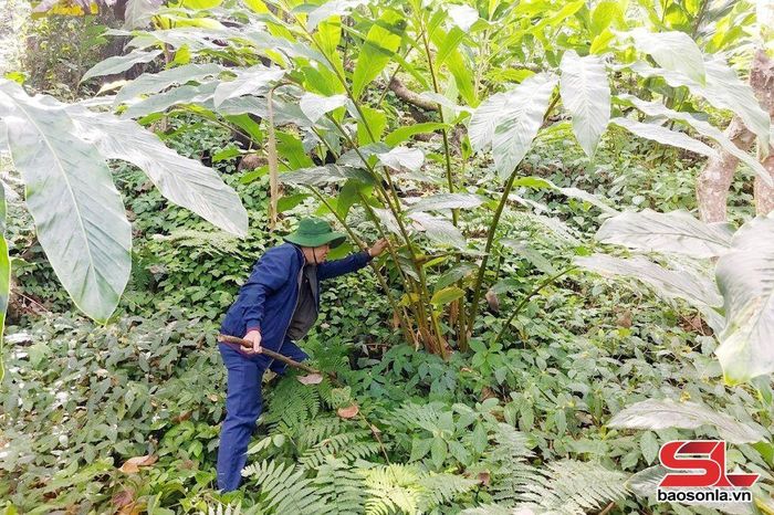 Mô hình trồng cây thảo quả của nhân dân bản Nậm Nghẹp, xã Ngọc Chiến.