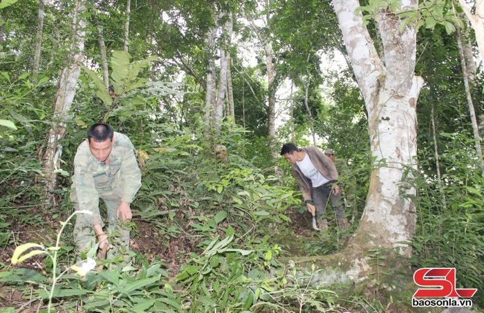 Nhân dân bản Púng, xã Púng Bánh phát dọn thực bì phòng chống cháy rừng.