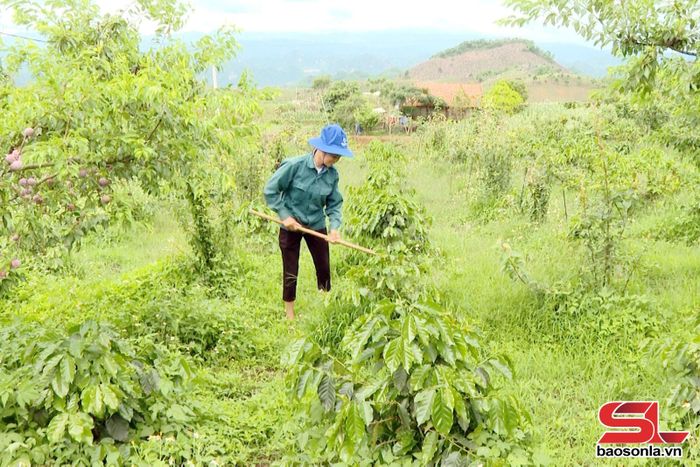 Mô hình chuyển đổi cơ cấu cây trồng tại bản Cao Sơn, xã Chiềng Sung.