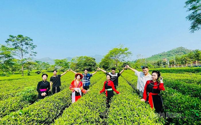 Du khách trải nghiệm vùng nguyên liệu chè của Hợp tác xã Sản xuất dịch vụ nông nghiệp Sử Anh, phường Mỹ Lâm.