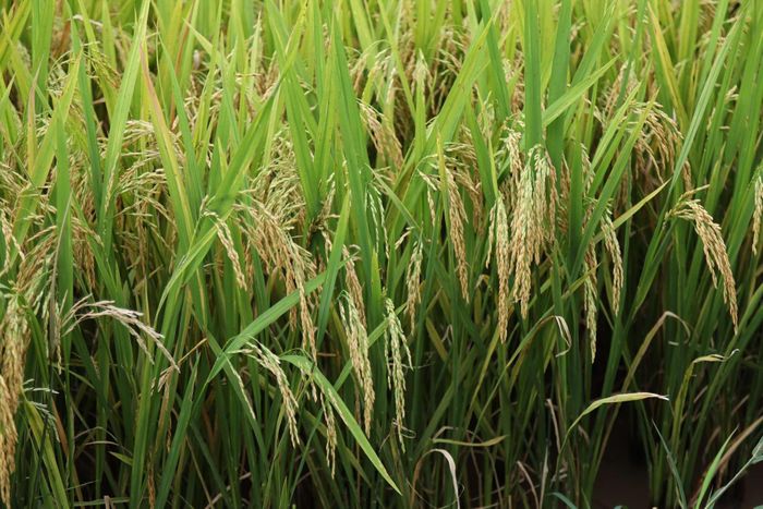 Giống lúa thuần VNR20 do Tập đoàn Giống cây trồng Việt Nam (Vinaseed) nghiên cứu và phát triển.