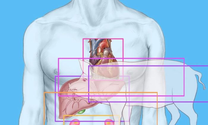 Mặc dù cấy ghép dị loài từ động vật sang người có tiềm năng rất lớn, nhưng các nhà khoa học và bác sĩ vẫn phải vượt qua nhiều rào cản trước khi phương pháp này có thể được áp dụng rộng rãi trong lâm sàng. Ảnh: Universal Images Group