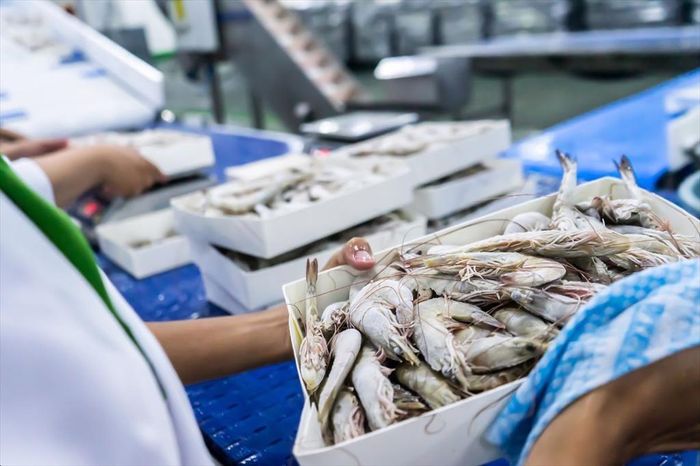 Nửa cuối năm 2026, tăng trưởng của ngành thủy sản phụ thuộc vào khả năng thích ứng thị trường. Ảnh: VASEP