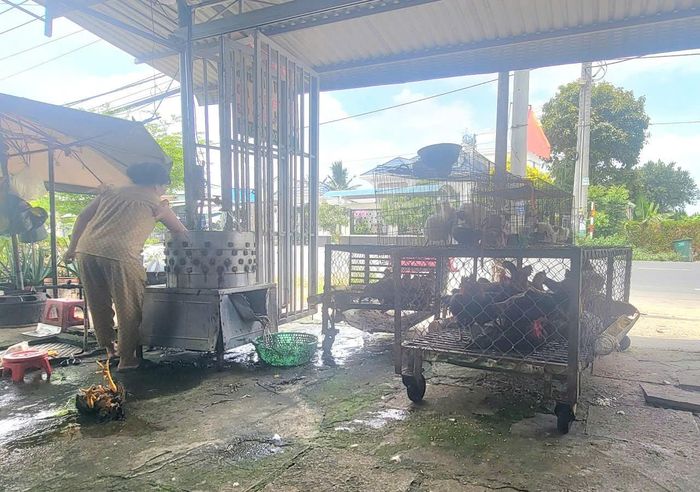 Theo kế hoạch, UBND thành phố giao các địa phương bảo đảm đến cuối năm 2026 phải xử lý dứt điểm các cơ sở giết mổ trái phép, tái diễn trên địa bàn. Ảnh: Quang Phương