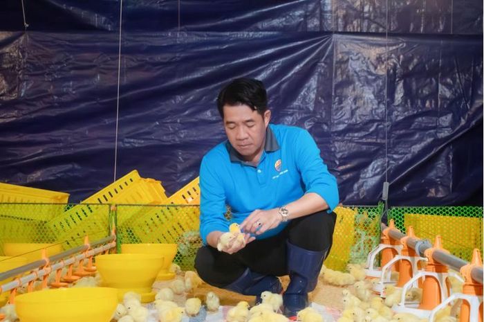 Ông Vũ Mạnh Hùng - Chủ tịch tập đoàn Hùng Nhơn kiểm tra sức khỏe gà con trong khu vực úm tại DHN Tây Ninh 2