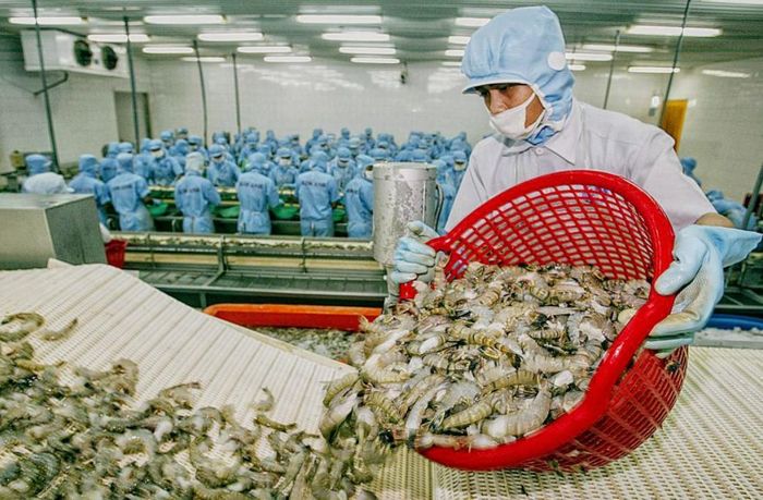 Chiến lược đa dạng hóa thị trường đang trở thành “lá chắn” quan trọng cho ngành thủy sản.