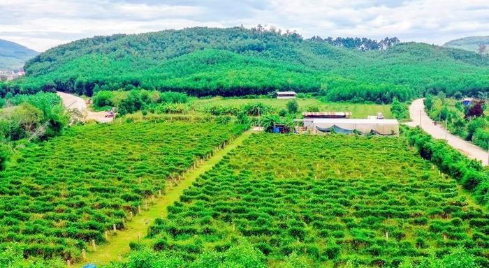 Mô hình sản xuất theo chuỗi giá trị đang lan tỏa tại nhiều địa phương trong tỉnh Gia Lai.
