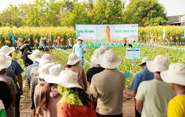 Khi tham gia mô hình liên kết sản xuất nỗi lo đầu ra của nông dân dần được thay thế bằng sự chủ động trong sản xuất