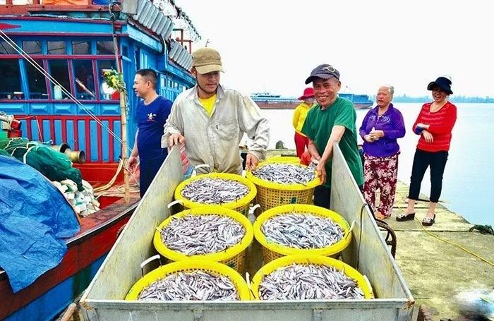 Bà con ngư dân Cồn Cỏ phấn khởi trúng đậm mùa cá cơm.