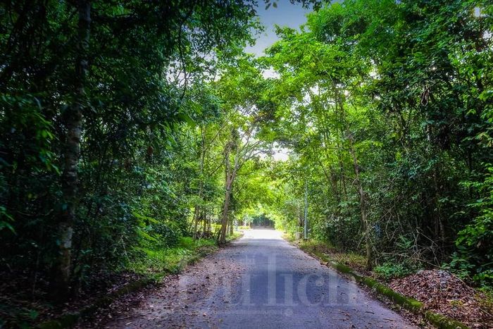 Tán rừng rậm rạp, đan xen như bức tường xanh vững chãi, chở che người con qua những tháng ngày chiến tranh khốc liệt.
