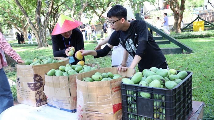 Trước đó, từ những cây xoài lâu năm bên Khuê Văn Các, khu Vườn bia Tiến sĩ hay trước Điện Đại Thành,… các cán bộ của di tích cẩn thận thu hái từng trái xoài đang độ chín.