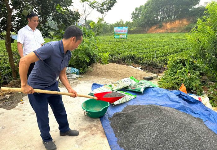 Các mô hình khảo nghiệm, việc kết hợp cân đối giữa phân bón NPK và phân hữu cơ khoáng Lâm Thao mang lại nhiều lợi ích cho cây chè.