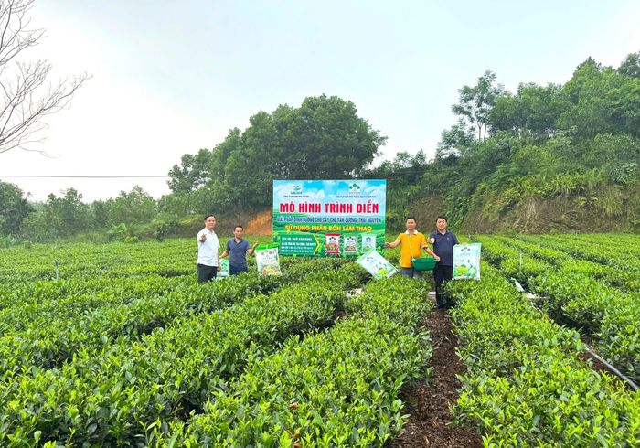 Mô hình trình diễn sử dụng phân bón Supe Lâm Thao trên cây chè Thái Nguyên cho kết quả tích cực. Cây chè phục hồi nhanh, bật lộc đồng đều, lá dày và giữ được màu xanh bền, nâng cao năng suất.