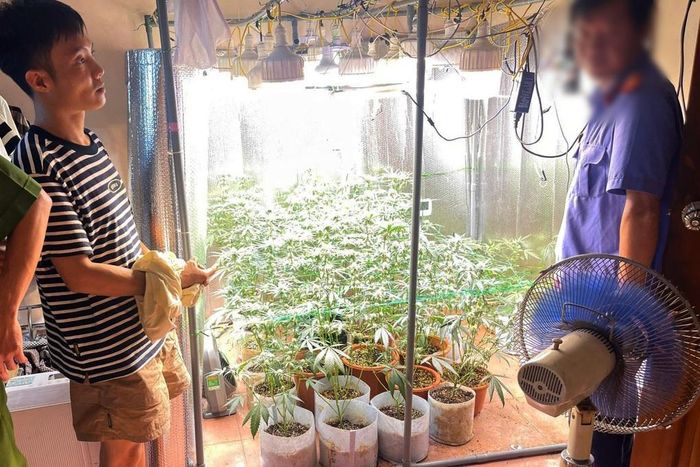 Khu vực Nhân trồng cần sa. Ảnh: Công an Hưng Yên