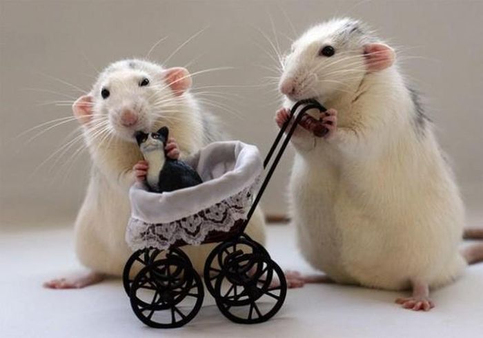Người tuổi Tý năng động, cởi mở. Ảnh minh họa